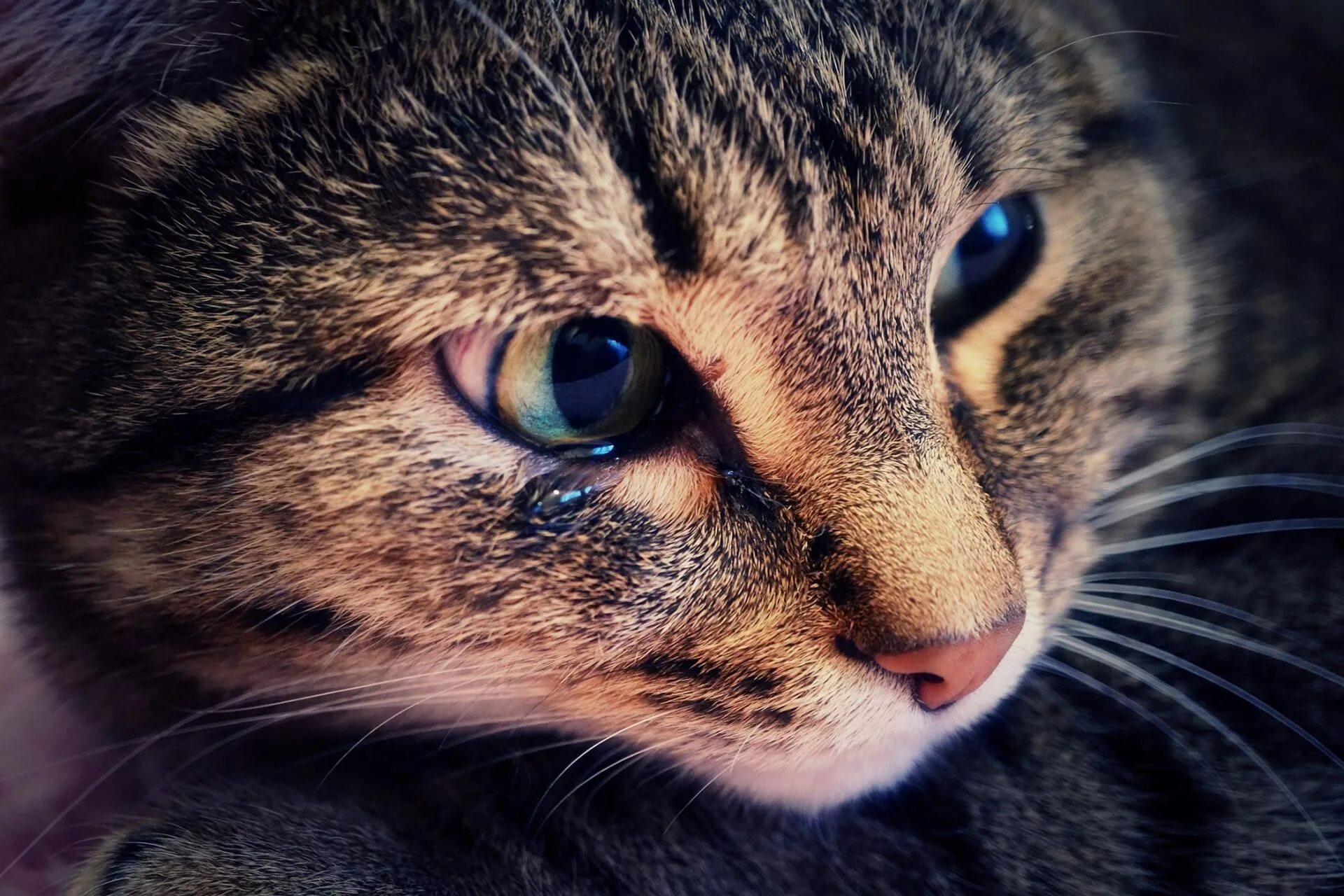 Коты плачут. Плачущий котенок. Плачущий котенок. Кошки умеют плакать. Плачущие котята.