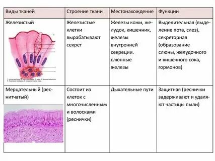 Название ткани место расположения особенности строения Особенности эпителиальной и соединительной тканей 43/48