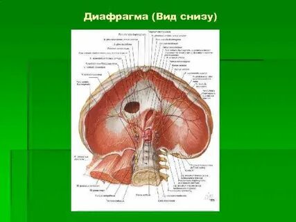 Правая ножка диафрагмы