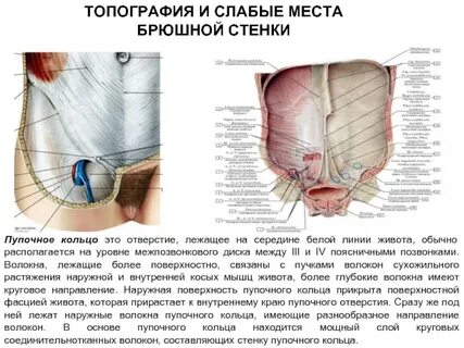 Паховые мышцы