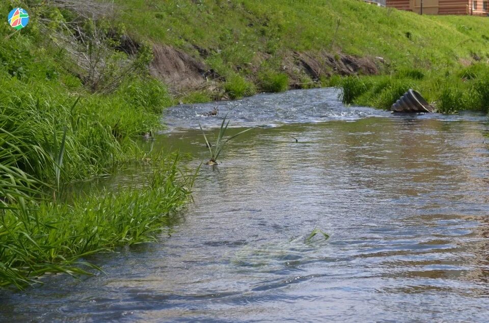 Вода спала в реке. Речка вышла из берегов. Жители водоемов. Река вышла из берегов. Река Тузлов вышла из берегов.