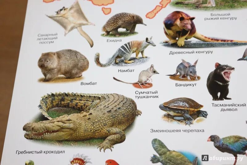 Коала в австралии. Животные которые живут в австралии. Сумчатые кенгуру в австралии. Кенугур. Животные австралии.