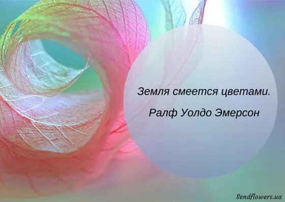 Высказывания про цвета. Высказывания о цветах. цитаты о цветах. цитаты про цветы. высказывания про цветы.