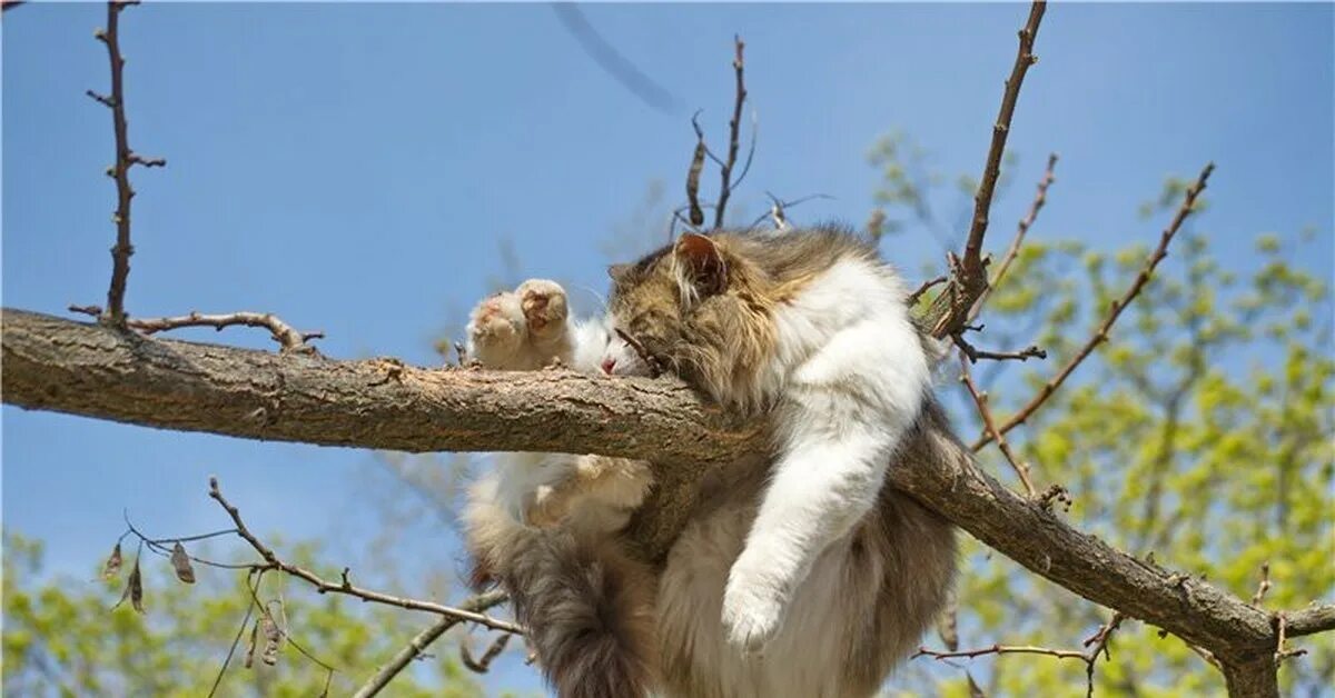 Кот на дереве. Кот висит на ветке. Кот висит на дереве.