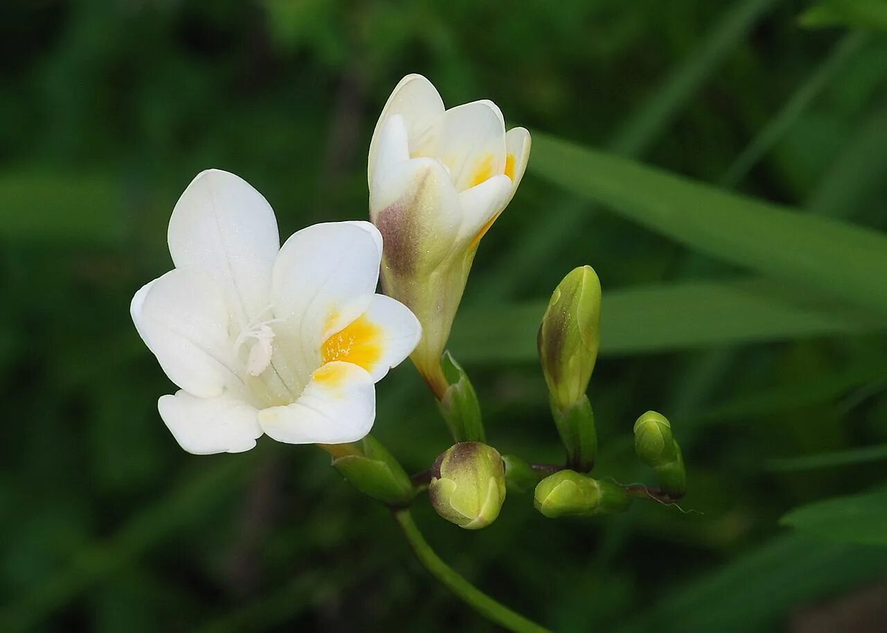 Фрезия это. Фрезия цветок. фрезия (freesia). фрезия гибридная alba.