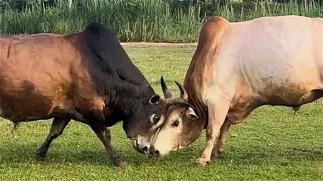 Styling bull. Styling bull