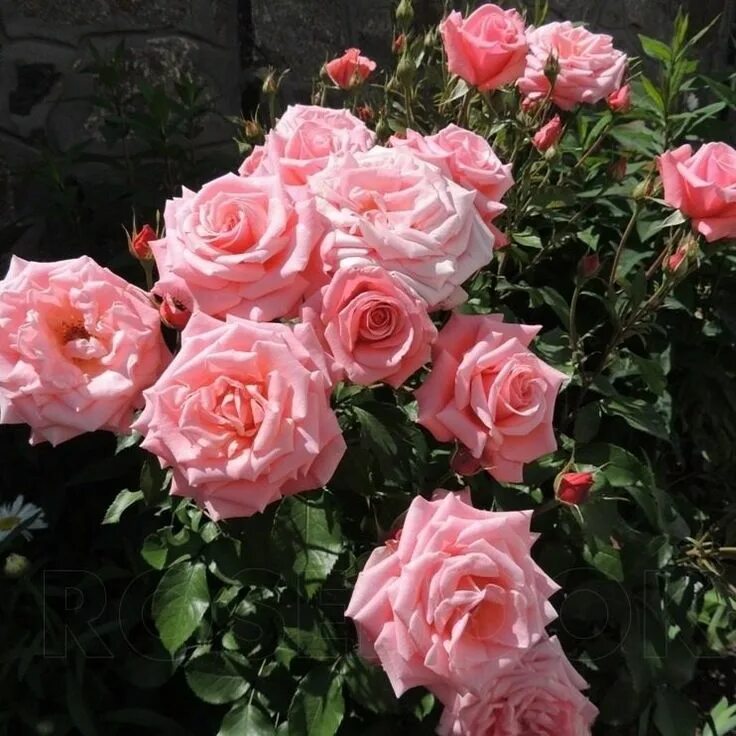 Розы французской селекции. Rose desire. Rose desire. Rose desire. Rose desire.