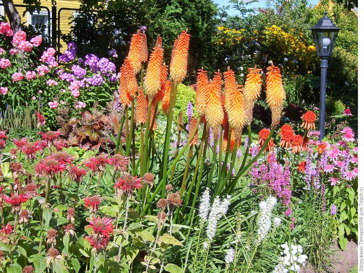 Kniphofia "Tawny King" Hage