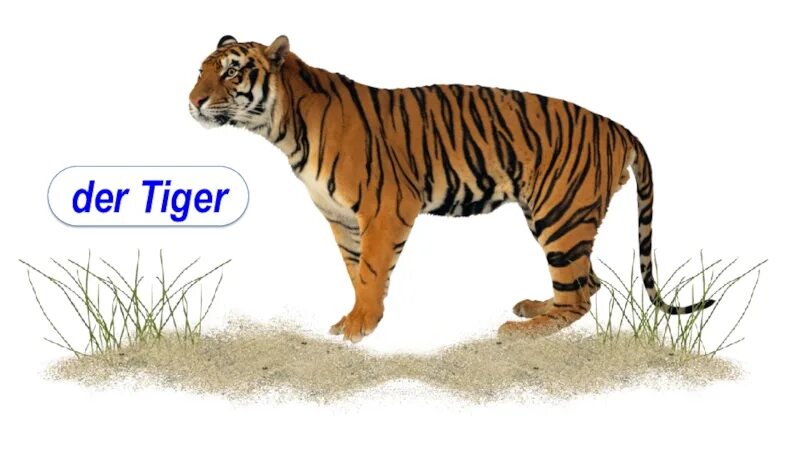 Tiger de wouny poo. Торнадо тигр. Panthera tigris. Der tiger steht отрицание. Der tiger.