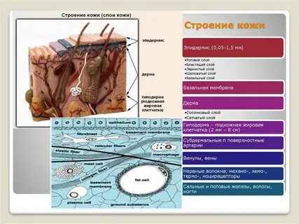 Структура кожи лица