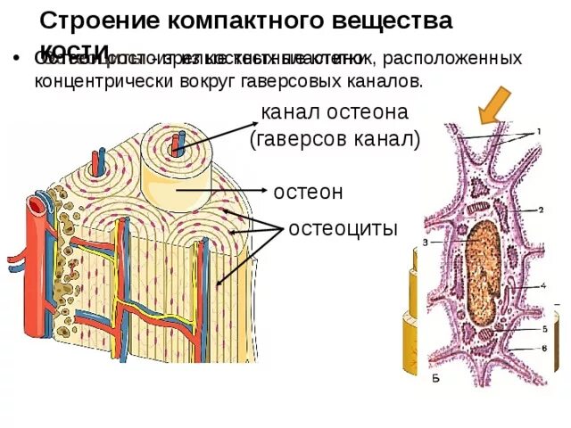 Компактное костное вещество строение. Микроскопическое строение компактного вещества кости рисунок. Строение гаверсова канала. Остеон и остеоцит.