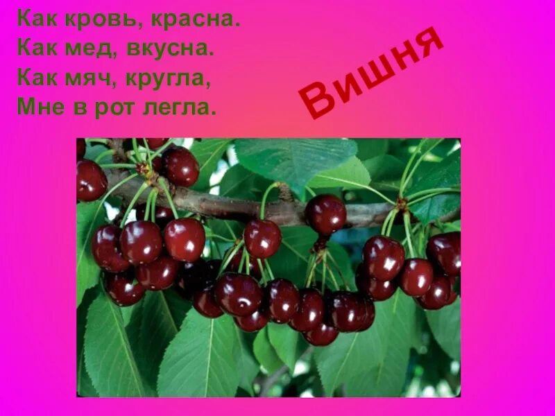 Загадка сижу на дереве кругла как шар