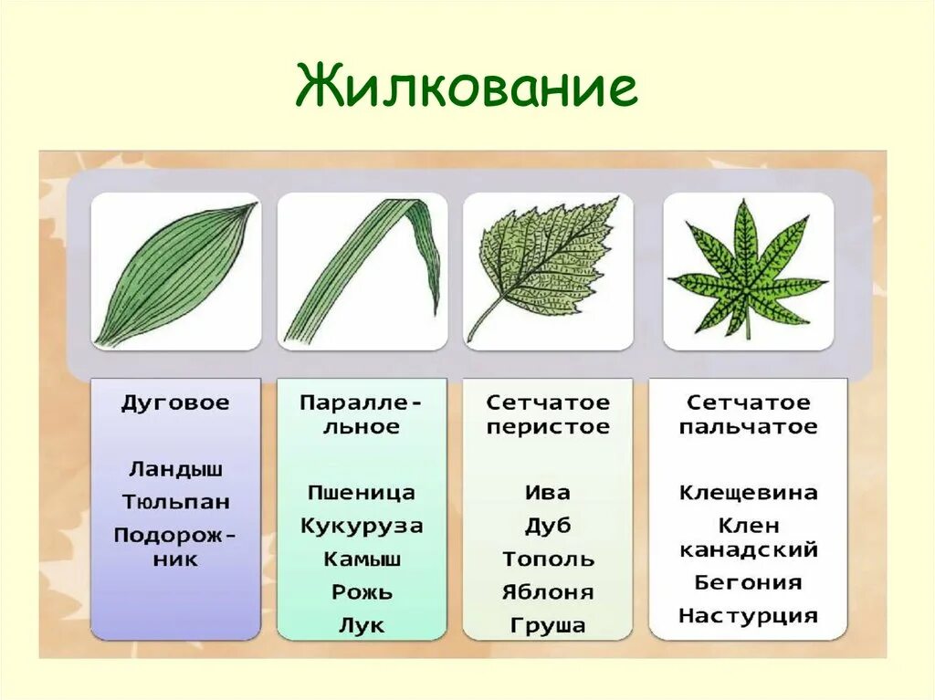 3 типы жилкования. Типы жилкования листа. Сетчатое жилкование листьев класс растений. Сетчатое жилкование листьев характерно для. Типы листьев и типы жилкования листьев.