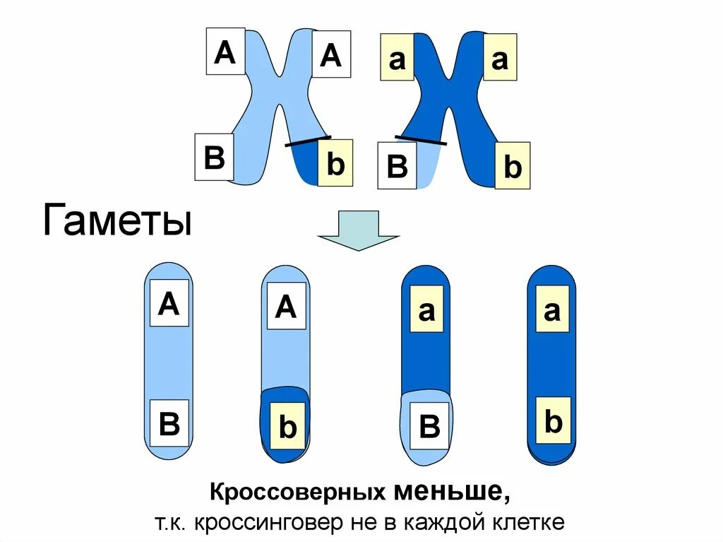 Какое значение имеет кроссинговер при образовании гамет. Кроссинговер гипотезы объясняющие механизм кроссинговера. кроссинговер в митозе. тіркесіп тұқым қуалау және кроссинговер презентация. гаметы при кроссинговере.