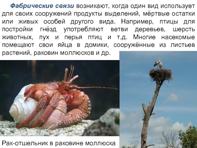 примеры каннибализма в биологии. фабрические взаимоотношения. живых особей. гипотеза коэволюции. живых особей.