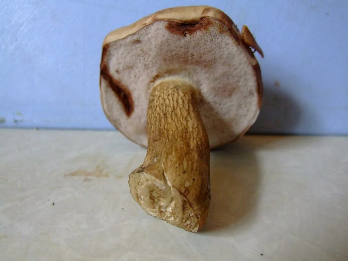 Желчный гриб горчак. (cladosporium fulvum грибы. Какие грибы горькие. Паутинник рыже-оливковый cortinarius. Гриб млечник горькушка.