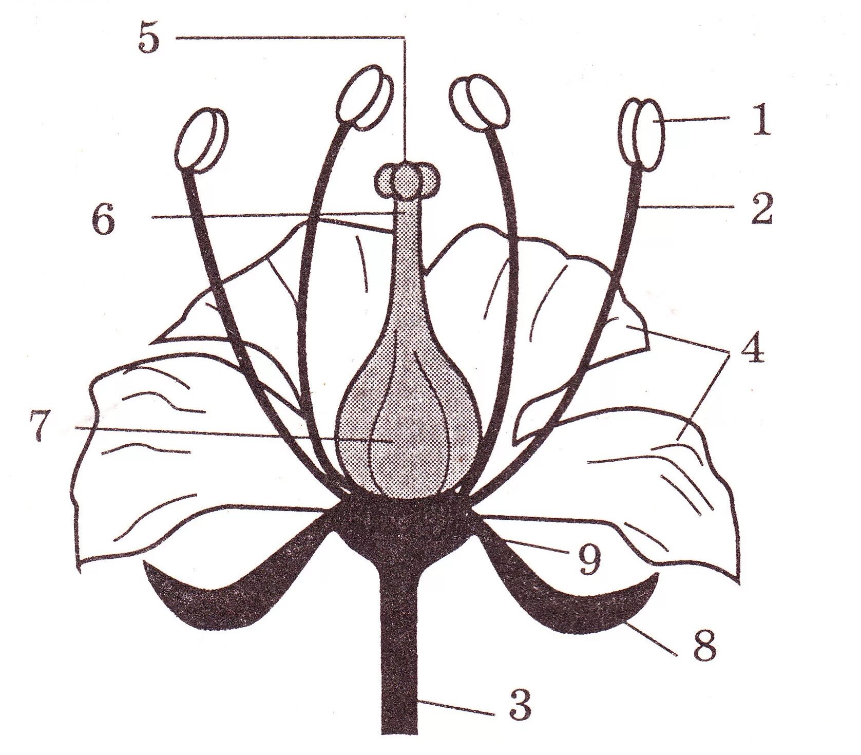 Пыльник тычиночная нить рыльце. Схема строения цветка 6 класс биология. Схема строения цветка 6 класс биология рисунок. Строение цветка биология 6.