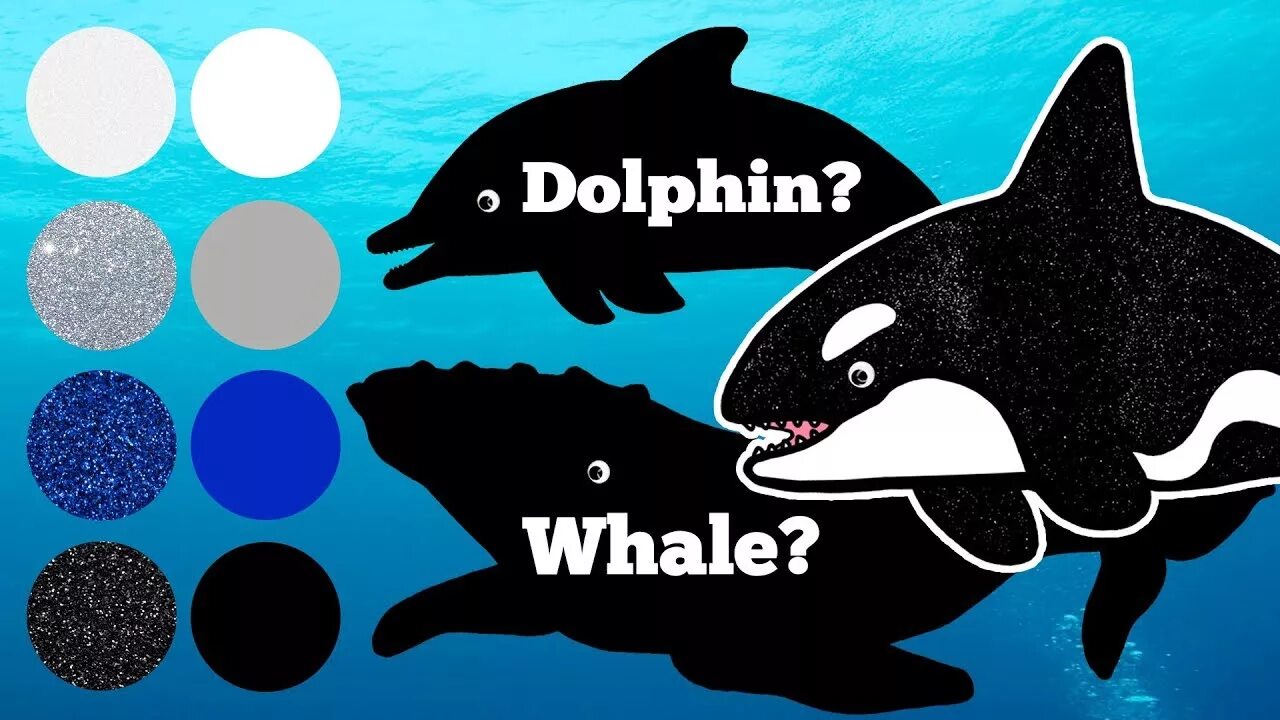 Hello everything. Sea animals Orca Kids. Orca is a Dolphin. Humpback Whales for Kids. Orca or Killer Whale.