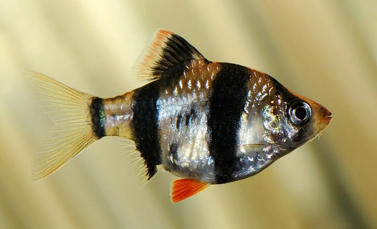 10 Best Aquarium Fishes for Beginners Fakoa Aquarium fish, Exotic fish, Ocean