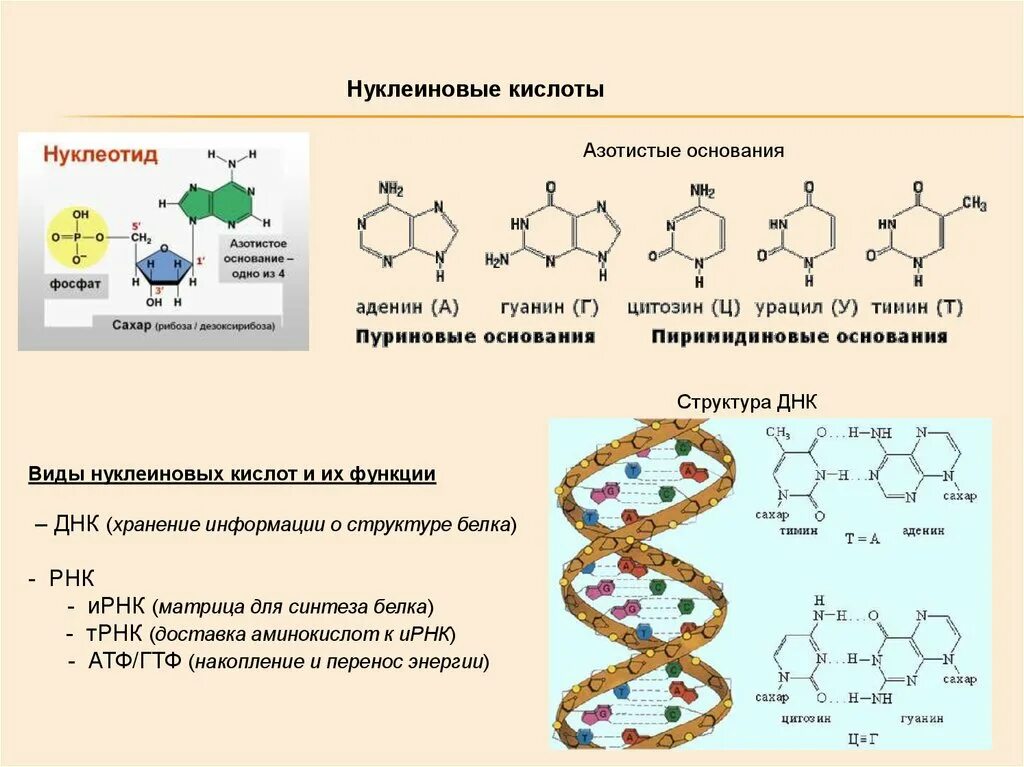 Состав мономеров белка. Структура и функции аминокислот белков и нуклеиновых кислот. Роль нуклеиновых кислот в синтезе белка. Нуклеиновые кислоты структура ДНК. Структура нуклеиновых кислот РНК.