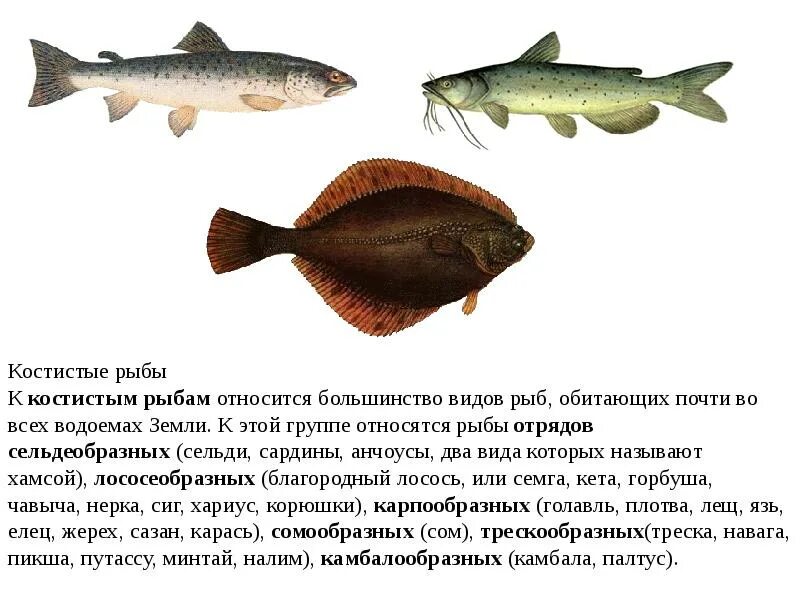 Большинство рыб относится к