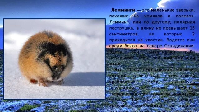 Лемминг сообщение для 4 класса окружающий. Лемминг сообщение для 4 класса окружающий