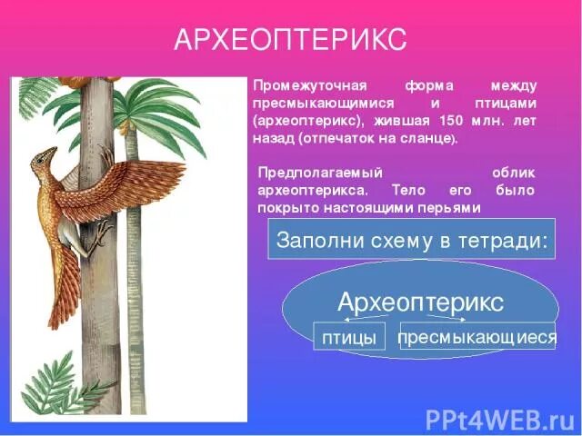 Признаки сходства археоптерикса с пресмыкающимися. Черты сходства археоптерикса с птицами и пресмыкающимися. Сходство птиц и пресмыкающихся. Археоптерикс рептилии и птицы таблица. Признаки сходства археоптерикса с пресмыкающимися.