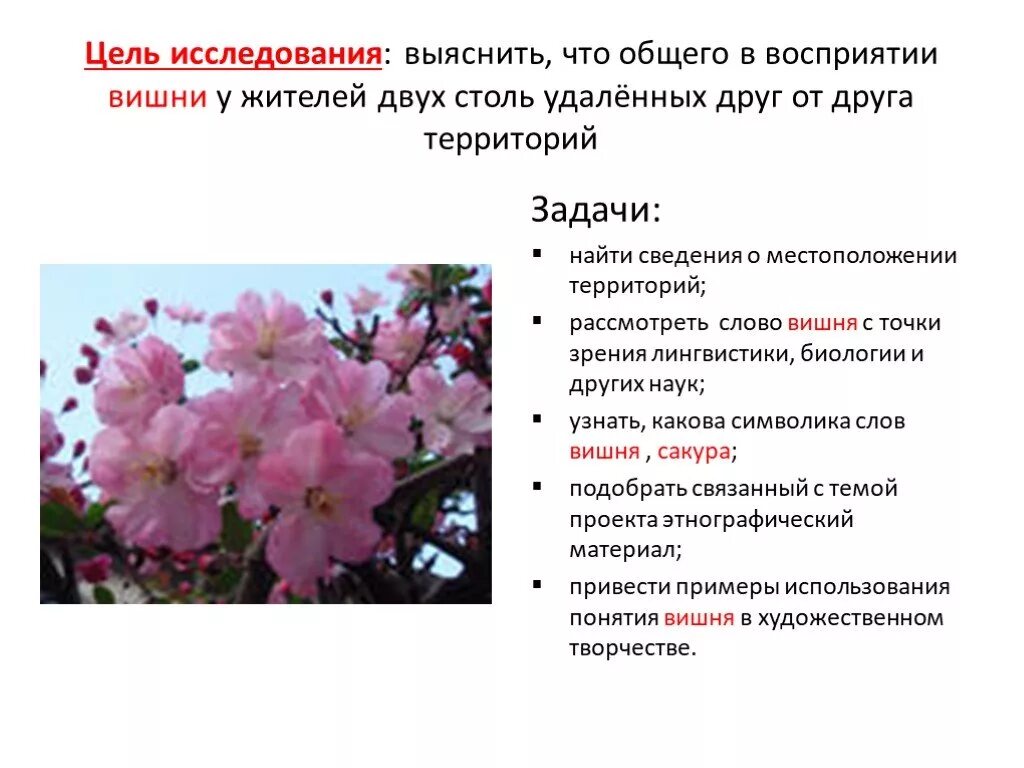 Корень в слове вишня и вишневый. Вишня символизирует. проект на тему слово вишня. цветы вишни символизируют. что общего у человека и вишни.