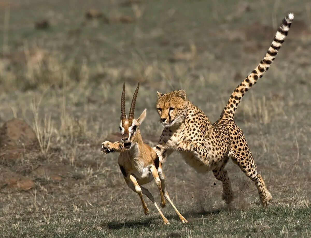 Поедание хищников. Африканский гепард. Леопард охотится на антилопу. Гепард на охоте. Хищники саванны.