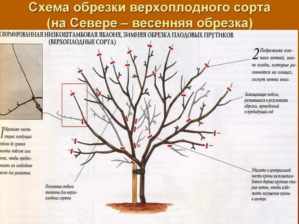 Через сколько лет после посадки плодоносит яблоня