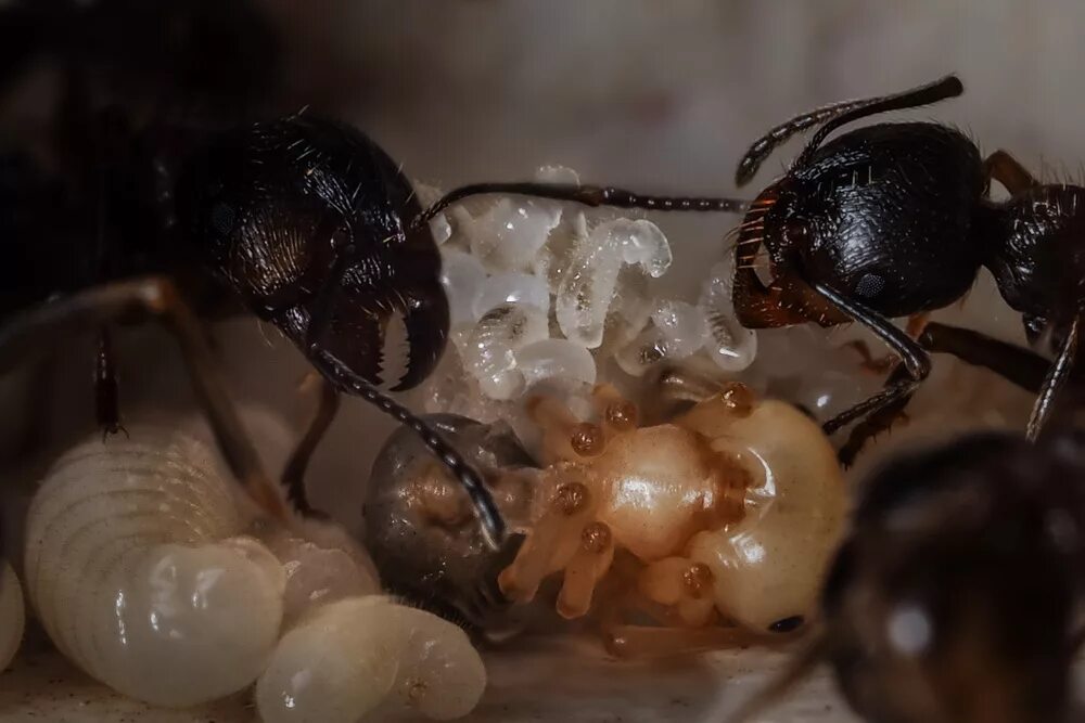 Какое развитие у муравьев. Личинки муравьев (муравьиные яйца). Муравьиные яйца (яйца муравьёв). Муравьи яйца личинки куколки. Куколки муравьев муравьиные яйца.