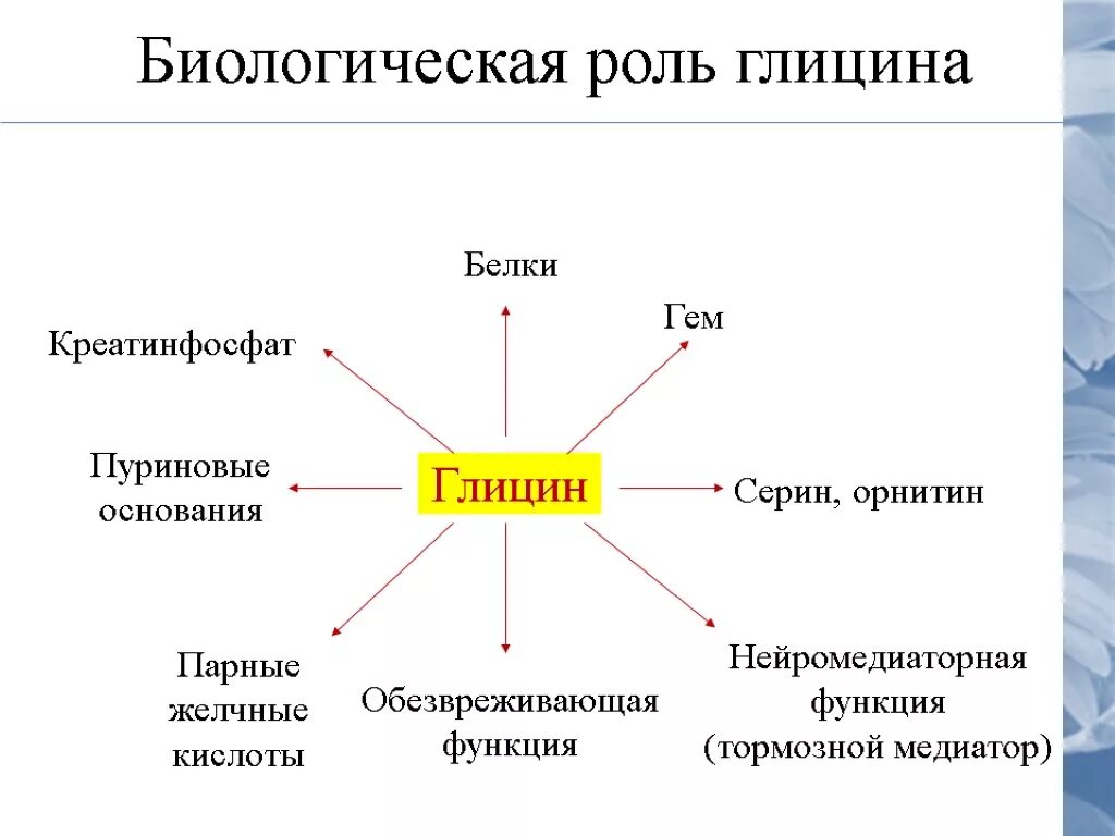 Функция глицина в организме человека. Биологическая роль глицерина. Биологическая роль глицина. Функции глицина биохимия. Биологическая роль светлой кожи евразийцев