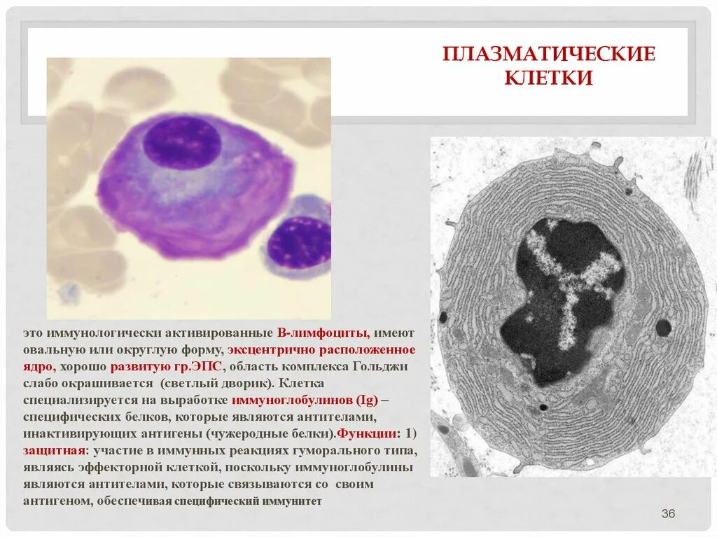 1 плазматическая клетка. Плазматические клетки происхождение строение функции. Плазмоцит строение гистология. Плазматические клетки гистология. Превращение в лимфоцитов в плазматические клетки.