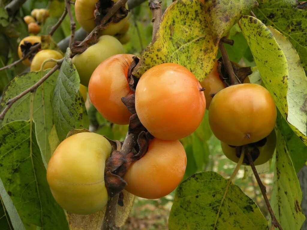 Сорт хурмы Meader. Хурма сорт МИДЕР. Diospyros virginiana. Хурма виргинская. Хурма прок