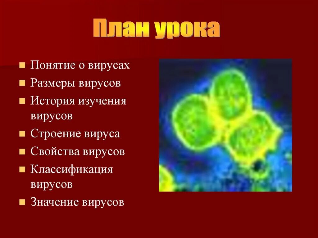 Многообразие вирусов 5 класс презентация. Процессы жизнедеятельности вирусов. Проект на тему вирусы. Особенности жизнедеятельности вирусов. Вирусы строение и жизнедеятельность.