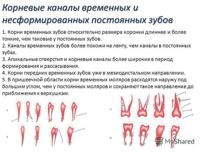 Непрерывно корень. Строение корневых каналов зубов. Корень зуба и корневые каналы. Корневые каналы временных и несформированных постоянных зубов. Пульпэктомии временных зубов.