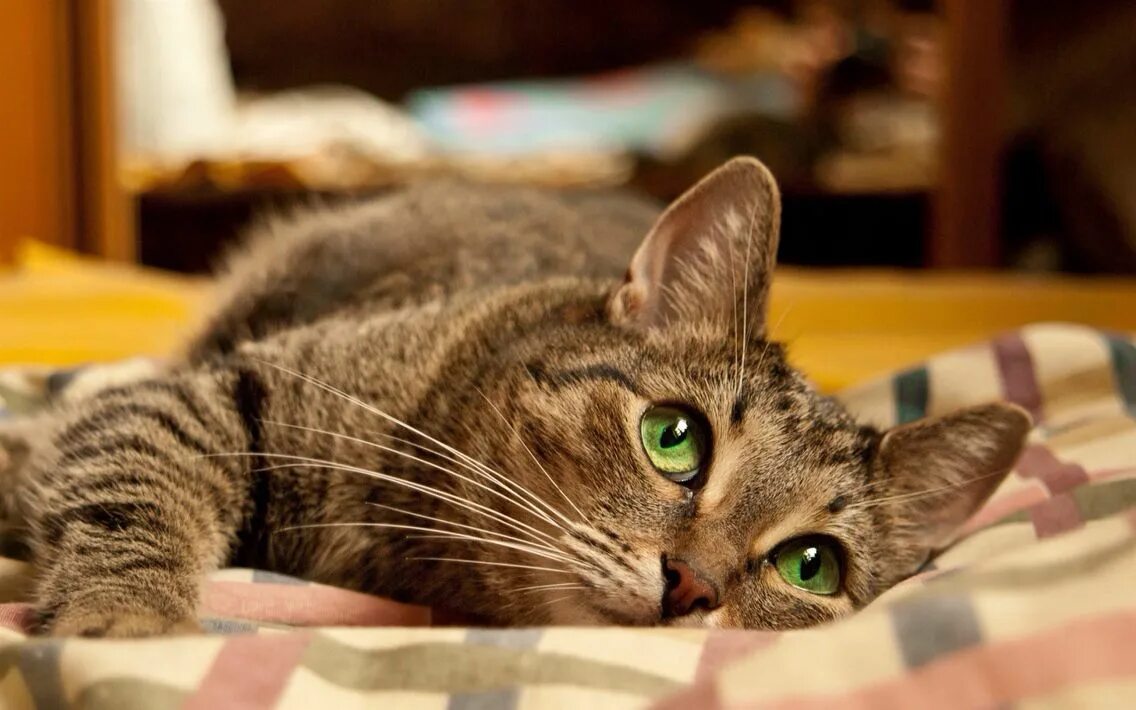 Cats site