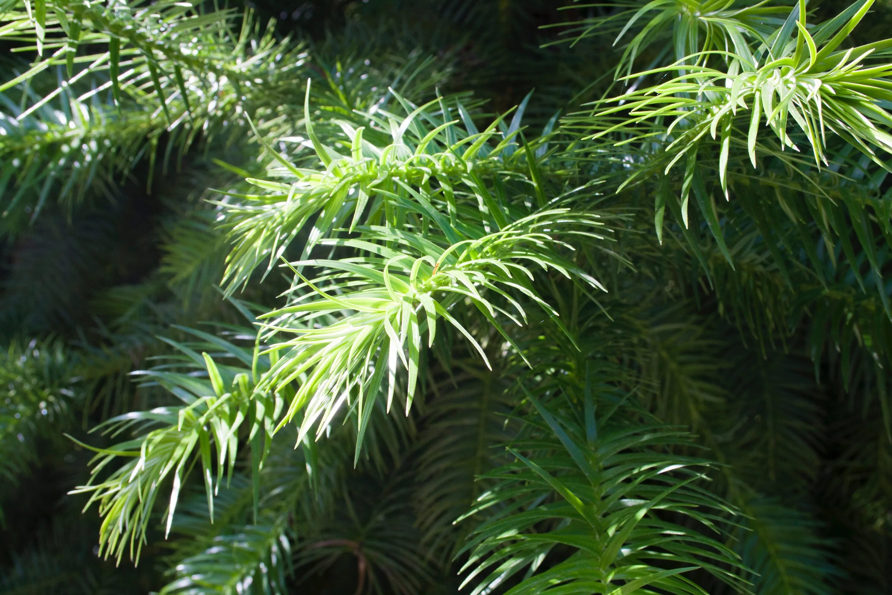 Тропические хвойные растения. Тропическая хвоя. Tropical Conifer. Foxtail Palm.