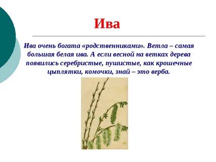 Придумай рассказ со словами село ива