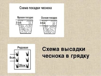 Расстояние при посадке чеснока