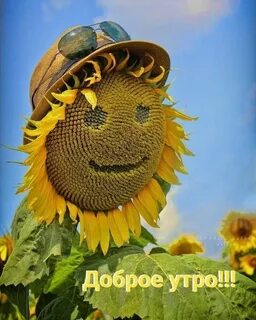 Подсолнухи картинки с надписями