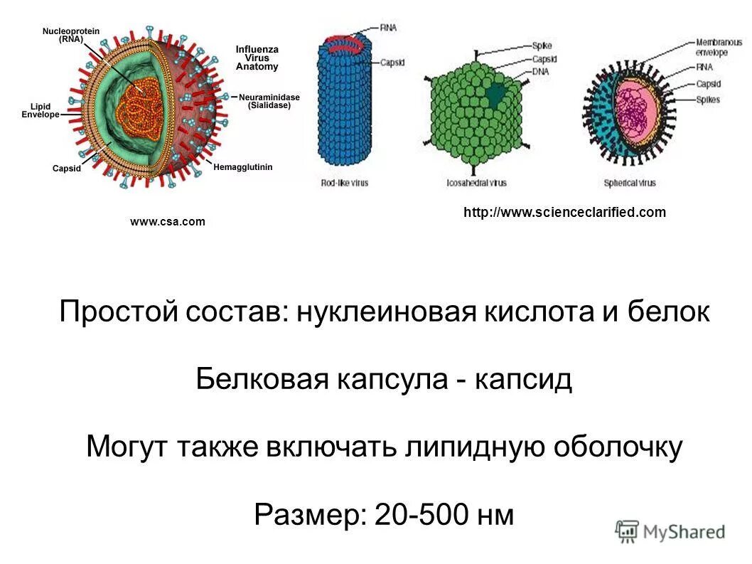 Из чего состоит капсид вируса. Капсид вируса гриппа. Капсид белковая оболочка вируса. Капсид у вирусов состоит из 2.