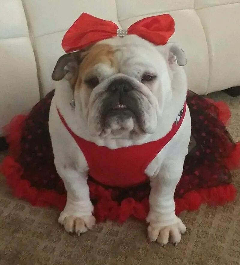 Смешные бульдоги фото. Смешной английский бульдог. ленивый бульдог. забавные английские бульдоги. тупой бульдог.