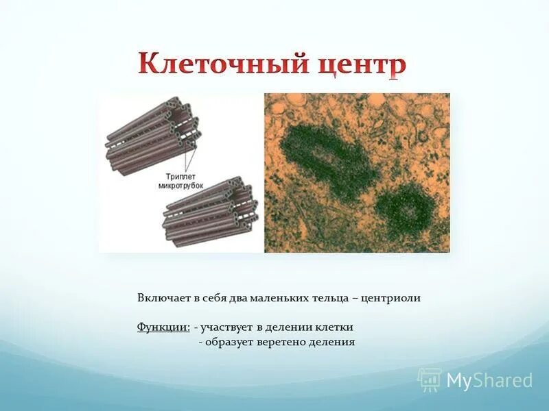 Клеточный центр признаки. Органоиды клетки центриоли. Клеточный центр Веретено деления. Клеточные органоиды центриоли. Клеточный центр бактериальной клетки.