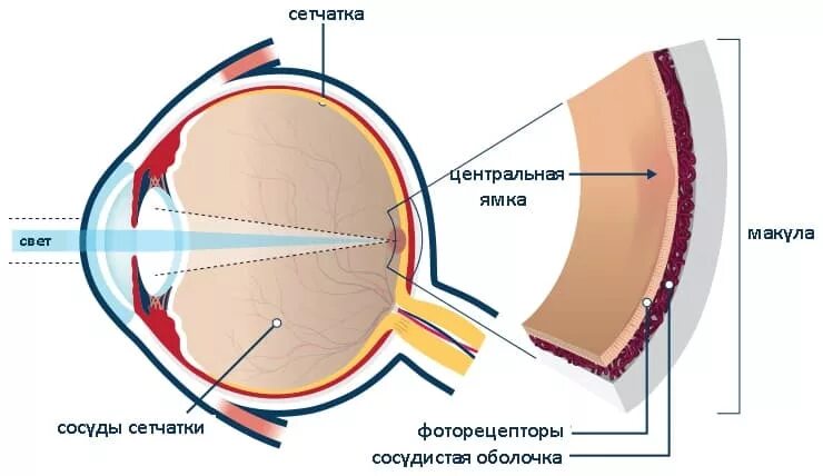 Желтое пятно. Строение сетчатки макула. Строение глаза человека макула. Строение желтого пятна сетчатки. Строение глаза анатомия сетчатка желтое пятно.