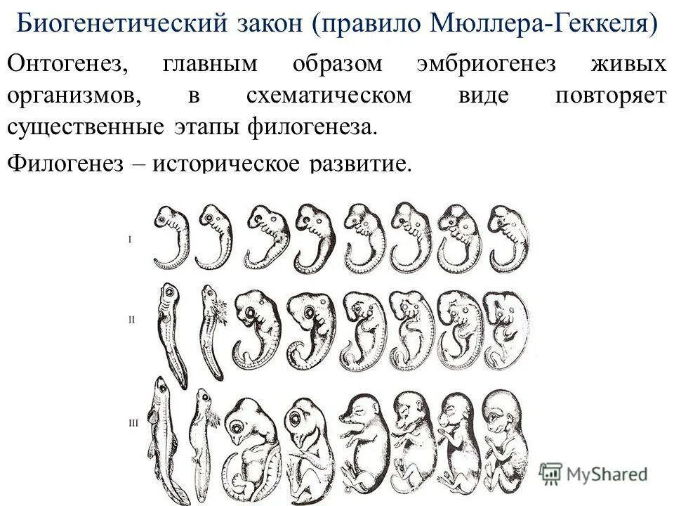 Онтогенез филогенез закон