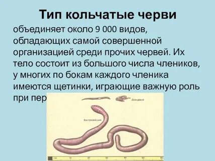 Кольчатые черви количество кругов кровообращения