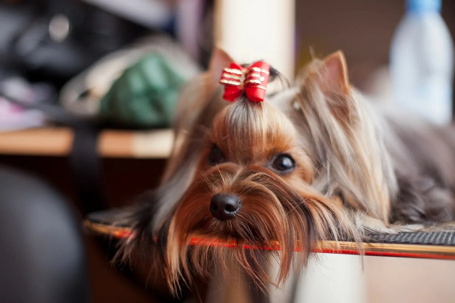 Йоркширский терьер выставочный. Глиттер у бенгальской кошки. Блестящая шерсть. Блестящая шерсть. Блестящая шерсть.