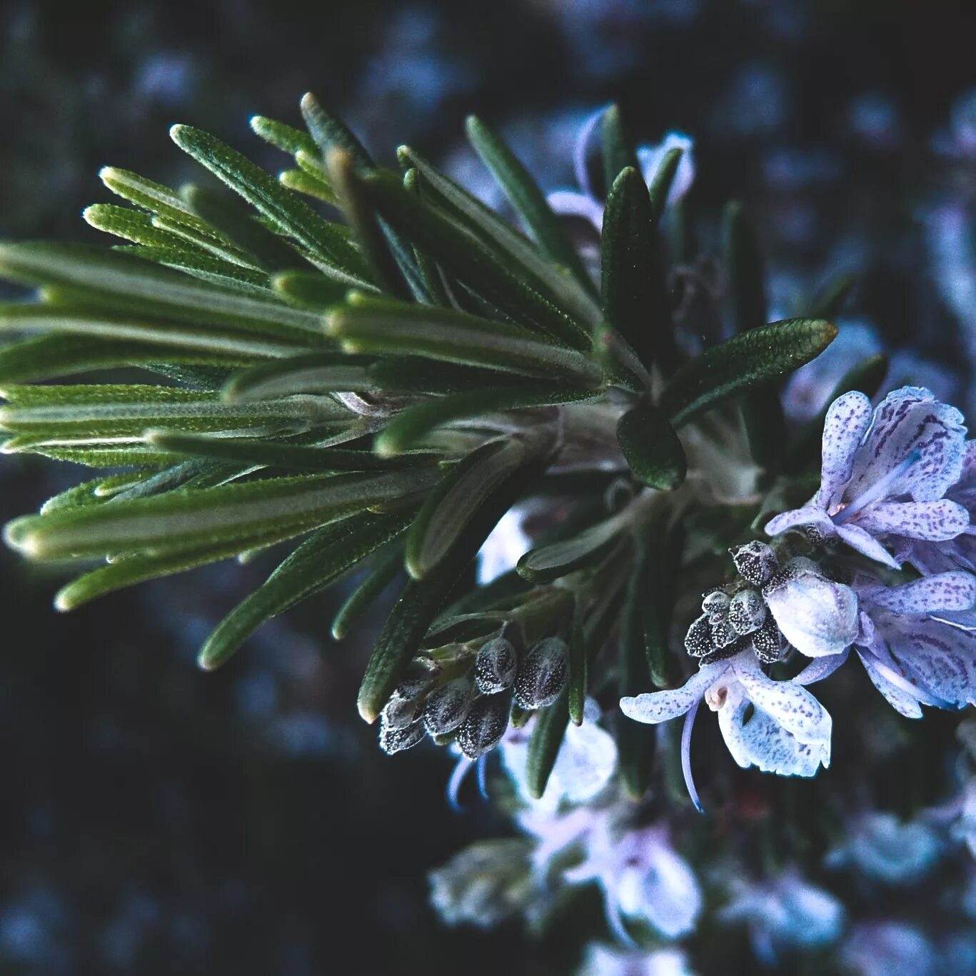 Как цветет розмарин. Розмарин rosmarinus. rosmarinus officinalis. хвойный розмарин. rosmarinus officinalis rosemary.