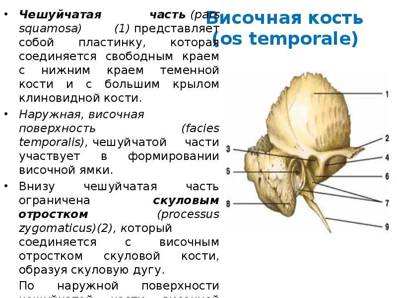 Височная теменная кость. Височная кость барабанно Чешуйчатая щель. Височная кость черепа анатомия. Височная кость Чешуйчатая часть барабанная каменистая. Чешуйчатая кость черепа височная часть анатомия.